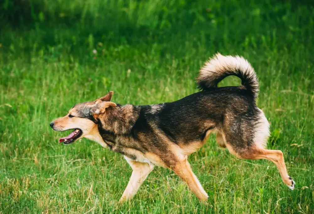 Perro con tres patas corriendo